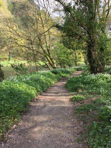 Riverside Stay Gunnislake Eksteriør billede